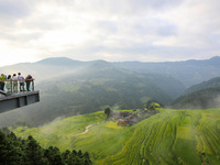 An aerial photo shows rice-ripening Kampung rice terraces in Congjiang County, Guizhou Province, China, on August 21, 2024. (