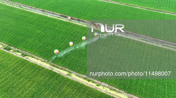 Farmers use hydrogen balloons to spray pesticides in a rice field in Suqian, China, on August 21, 2024. 