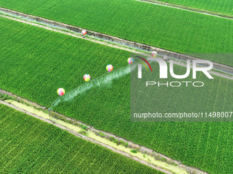 Farmers use hydrogen balloons to spray pesticides in a rice field in Suqian, China, on August 21, 2024. (