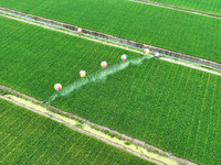 Farmers use hydrogen balloons to spray pesticides in a rice field in Suqian, China, on August 21, 2024. (