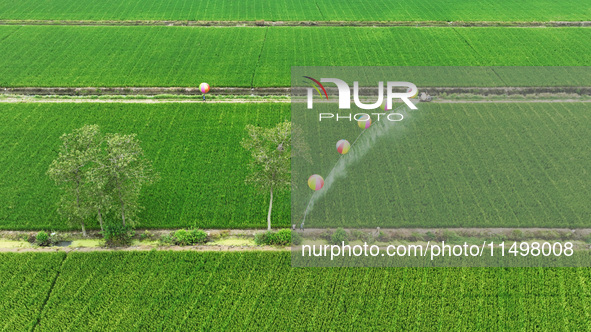 Farmers use hydrogen balloons to spray pesticides in a rice field in Suqian, China, on August 21, 2024. 