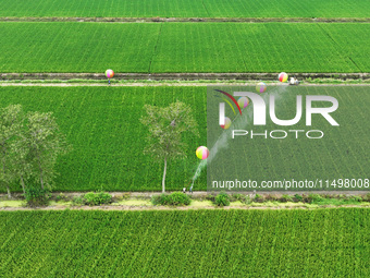 Farmers use hydrogen balloons to spray pesticides in a rice field in Suqian, China, on August 21, 2024. (