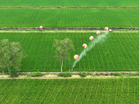 Farmers use hydrogen balloons to spray pesticides in a rice field in Suqian, China, on August 21, 2024. (