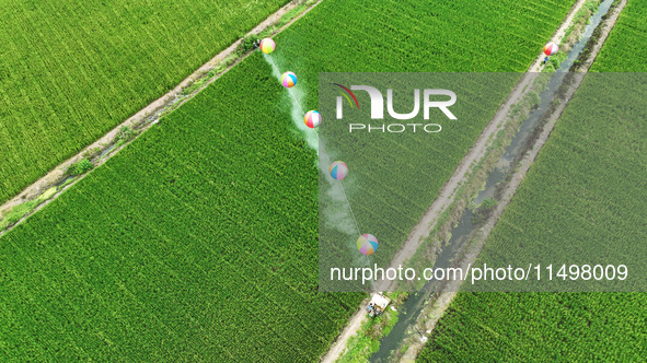 Farmers use hydrogen balloons to spray pesticides in a rice field in Suqian, China, on August 21, 2024. 