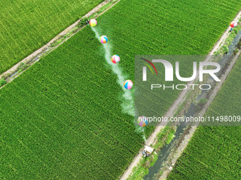 Farmers use hydrogen balloons to spray pesticides in a rice field in Suqian, China, on August 21, 2024. (