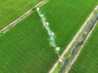 Farmers use hydrogen balloons to spray pesticides in a rice field in Suqian, China, on August 21, 2024. (