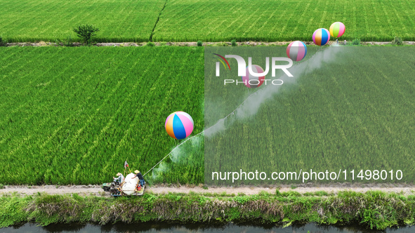 Farmers use hydrogen balloons to spray pesticides in a rice field in Suqian, China, on August 21, 2024. 