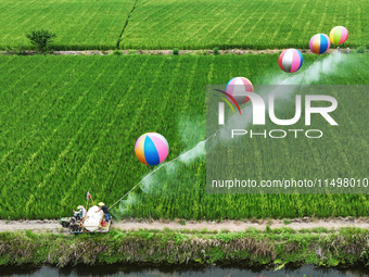 Farmers use hydrogen balloons to spray pesticides in a rice field in Suqian, China, on August 21, 2024. (