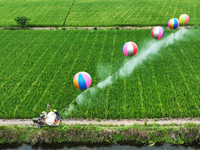 Farmers use hydrogen balloons to spray pesticides in a rice field in Suqian, China, on August 21, 2024. (