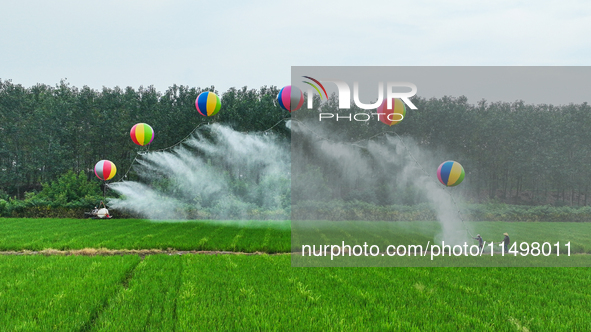 Farmers use hydrogen balloons to spray pesticides in a rice field in Suqian, China, on August 21, 2024. 