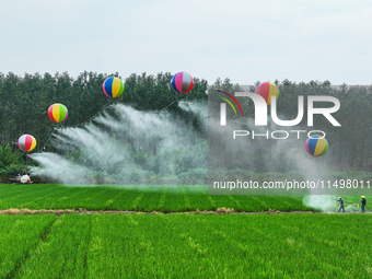 Farmers use hydrogen balloons to spray pesticides in a rice field in Suqian, China, on August 21, 2024. (