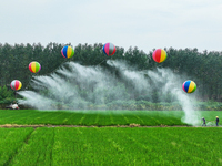 Farmers use hydrogen balloons to spray pesticides in a rice field in Suqian, China, on August 21, 2024. (