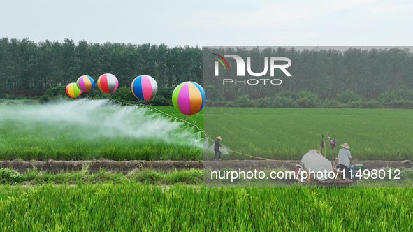 Farmers use hydrogen balloons to spray pesticides in a rice field in Suqian, China, on August 21, 2024. 