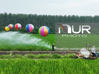 Farmers use hydrogen balloons to spray pesticides in a rice field in Suqian, China, on August 21, 2024. (