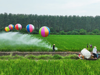 Farmers use hydrogen balloons to spray pesticides in a rice field in Suqian, China, on August 21, 2024. (