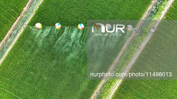 Farmers use hydrogen balloons to spray pesticides in a rice field in Suqian, China, on August 21, 2024. 