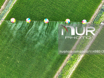 Farmers use hydrogen balloons to spray pesticides in a rice field in Suqian, China, on August 21, 2024. (