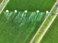 Farmers use hydrogen balloons to spray pesticides in a rice field in Suqian, China, on August 21, 2024. (