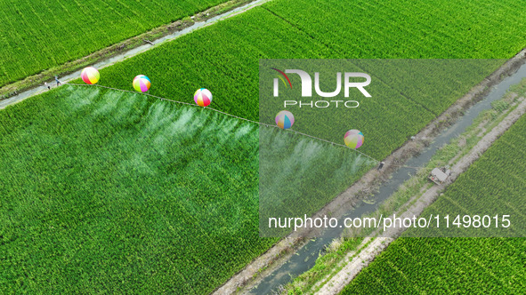 Farmers use hydrogen balloons to spray pesticides in a rice field in Suqian, China, on August 21, 2024. 