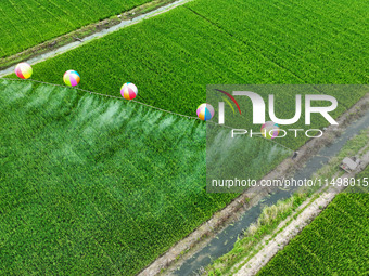 Farmers use hydrogen balloons to spray pesticides in a rice field in Suqian, China, on August 21, 2024. (