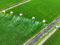 Farmers use hydrogen balloons to spray pesticides in a rice field in Suqian, China, on August 21, 2024. (