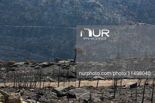 Aftermath of fire breaks out in Barnavas, a region in East Attica, on the afternoon of August 11, 2024, burning over 105,000 acres of land a...