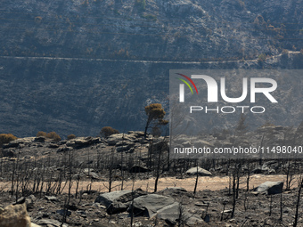 Aftermath of fire breaks out in Barnavas, a region in East Attica, on the afternoon of August 11, 2024, burning over 105,000 acres of land a...