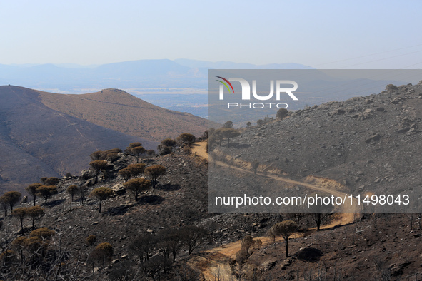 Aftermath of fire breaks out in Barnavas, a region in East Attica, on the afternoon of August 11, 2024, burning over 105,000 acres of land a...