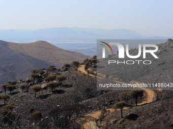 Aftermath of fire breaks out in Barnavas, a region in East Attica, on the afternoon of August 11, 2024, burning over 105,000 acres of land a...