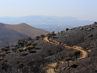 Aftermath of fire breaks out in Barnavas, a region in East Attica, on the afternoon of August 11, 2024, burning over 105,000 acres of land a...