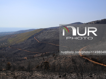 Aftermath of fire breaks out in Barnavas, a region in East Attica, on the afternoon of August 11, 2024, burning over 105,000 acres of land a...