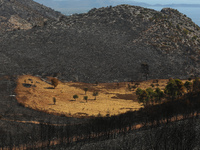 Aftermath of fire breaks out in Barnavas, a region in East Attica, on the afternoon of August 11, 2024, burning over 105,000 acres of land a...