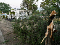 A broken thuja is near the Levada children's cafe in the central park that burns down after a Russian artillery shell strike in Malokateryni...