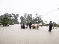 Pedestrians walk through flooded roads in the Munsirhat area of Feni district of Chittagong Division, Bangladesh, wading through water up to...