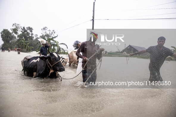 Pedestrians walk through flooded roads in the Munsirhat area of Feni district of Chittagong Division, Bangladesh, wading through water up to...