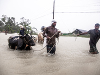 Pedestrians walk through flooded roads in the Munsirhat area of Feni district of Chittagong Division, Bangladesh, wading through water up to...