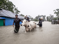 Pedestrians walk through flooded roads in the Munsirhat area of Feni district of Chittagong Division, Bangladesh, wading through water up to...