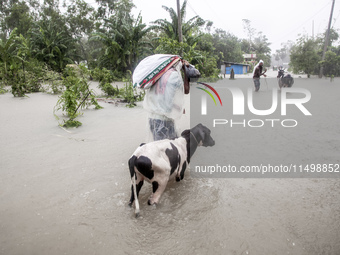 Pedestrians walk through flooded roads in the Munsirhat area of Feni district of Chittagong Division, Bangladesh, wading through water up to...