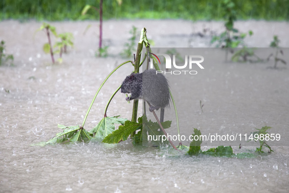 A rat takes shelter on a small tree above the floodwater during heavy rain in the Munsirhat area of Feni district in the Chittagong division...