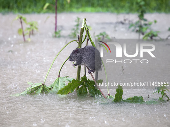 A rat takes shelter on a small tree above the floodwater during heavy rain in the Munsirhat area of Feni district in the Chittagong division...