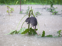 A rat takes shelter on a small tree above the floodwater during heavy rain in the Munsirhat area of Feni district in the Chittagong division...