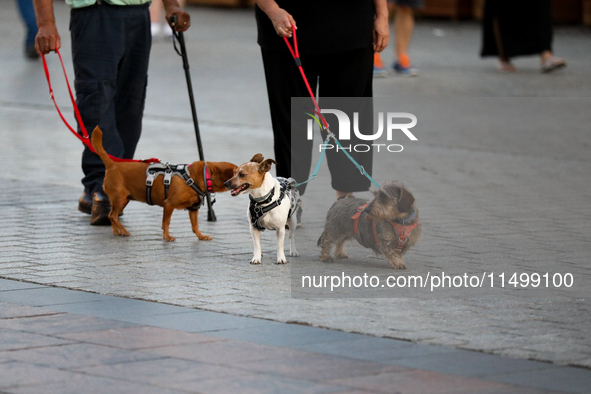 Dogs on a leash are seen on the Main Square in Krakow, Poland, on August 13, 2024. 