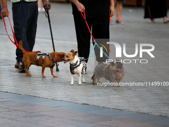 Dogs on a leash are seen on the Main Square in Krakow, Poland, on August 13, 2024. (