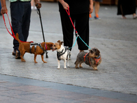 Dogs on a leash are seen on the Main Square in Krakow, Poland, on August 13, 2024. (