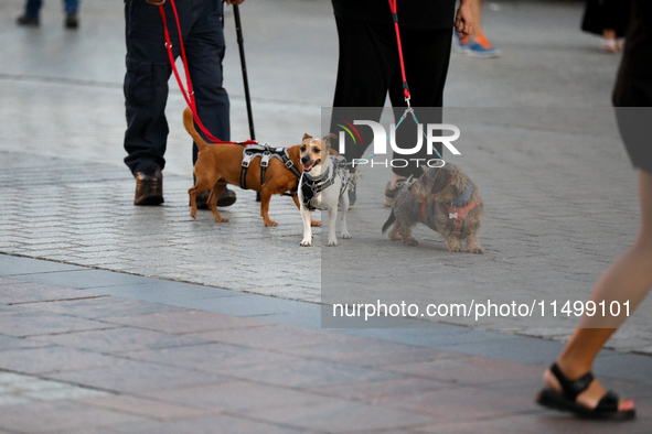 Dogs on a leash are seen on the Main Square in Krakow, Poland, on August 13, 2024. 