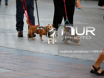 Dogs on a leash are seen on the Main Square in Krakow, Poland, on August 13, 2024. (