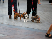 Dogs on a leash are seen on the Main Square in Krakow, Poland, on August 13, 2024. (