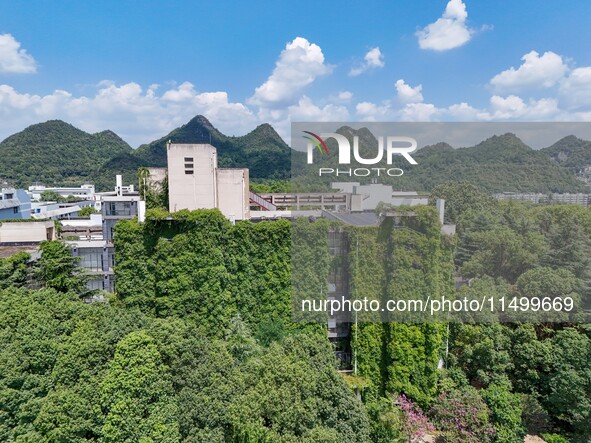 Creepers occupy the back wall of a 12-story library at a university in Guiyang, China, on August 21, 2024. The creeper climbs from the groun...