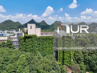 Creepers occupy the back wall of a 12-story library at a university in Guiyang, China, on August 21, 2024. The creeper climbs from the groun...