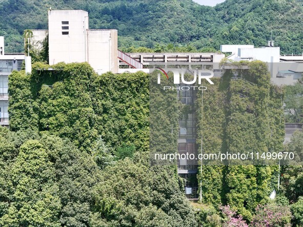 Creepers occupy the back wall of a 12-story library at a university in Guiyang, China, on August 21, 2024. The creeper climbs from the groun...